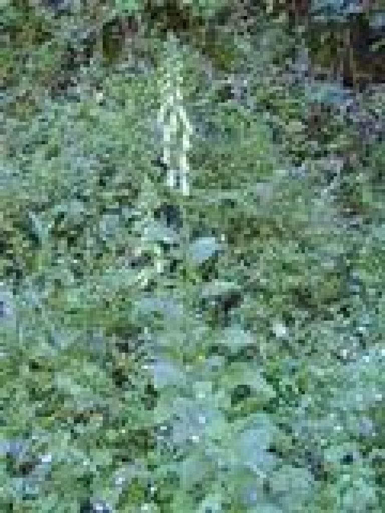 Foxglove