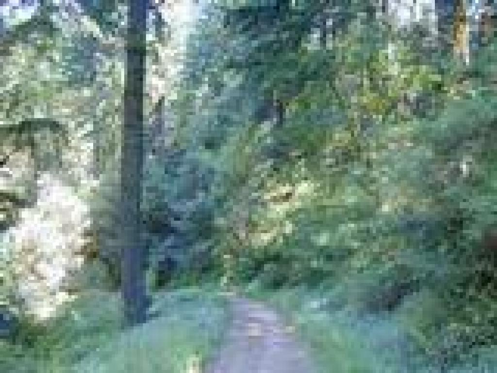 El Corte de Madera Creek Trail