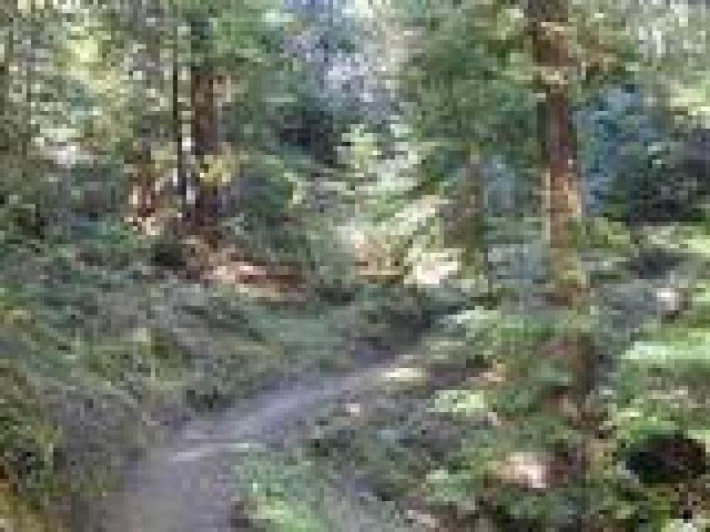 El Corte de Madera Creek Trail