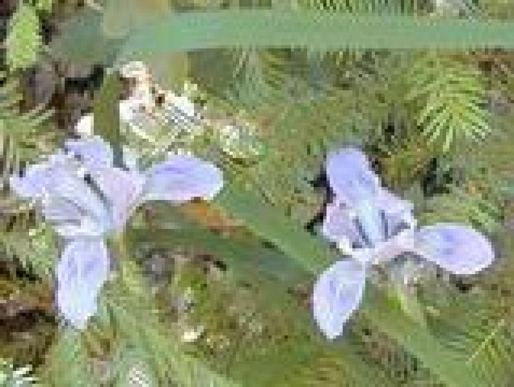 Iris