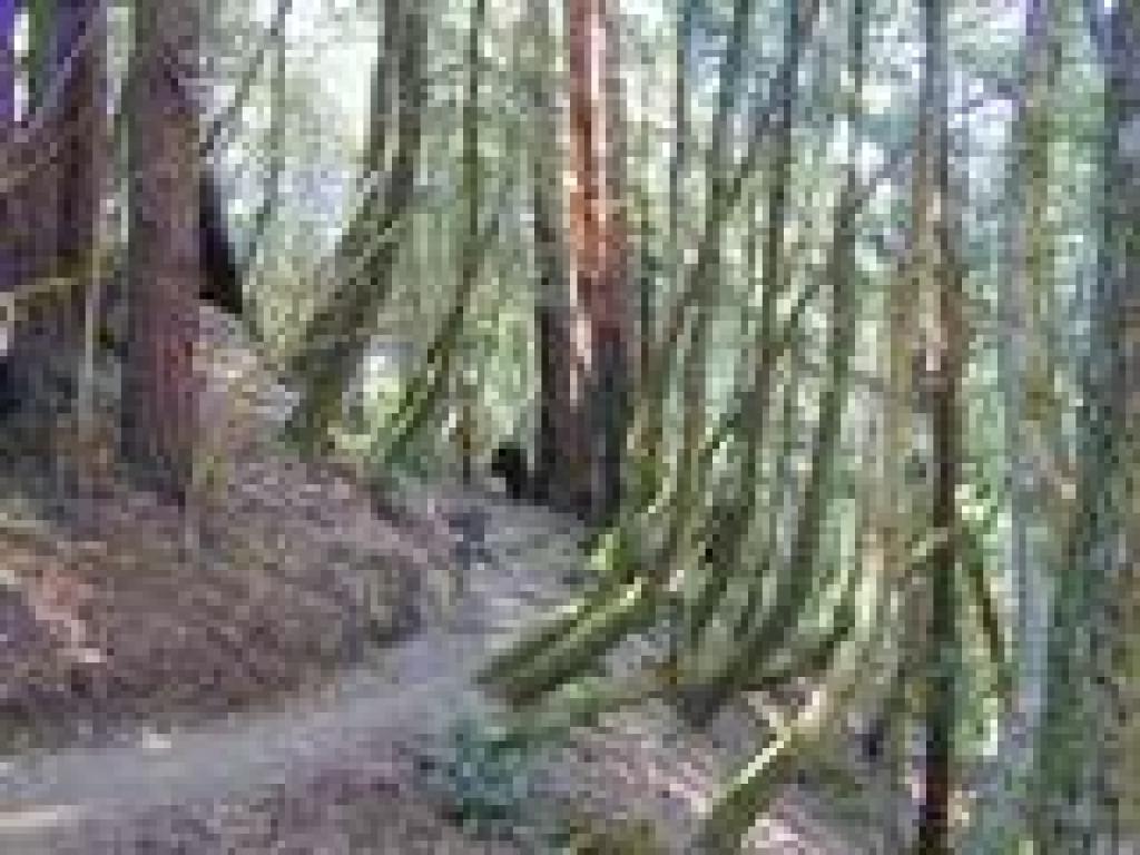 El Corte de Madera Creek Trail