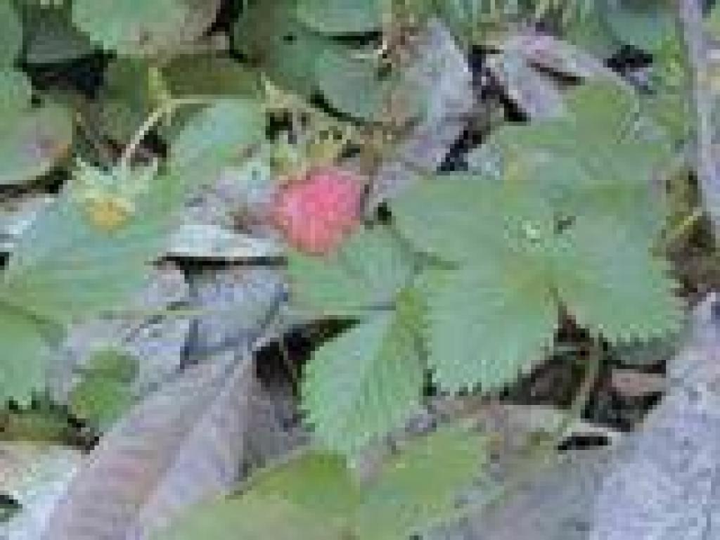 Strawberry