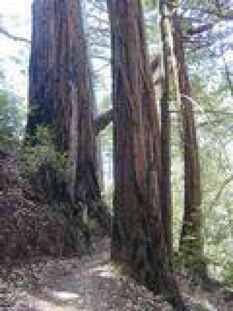 Redwoods