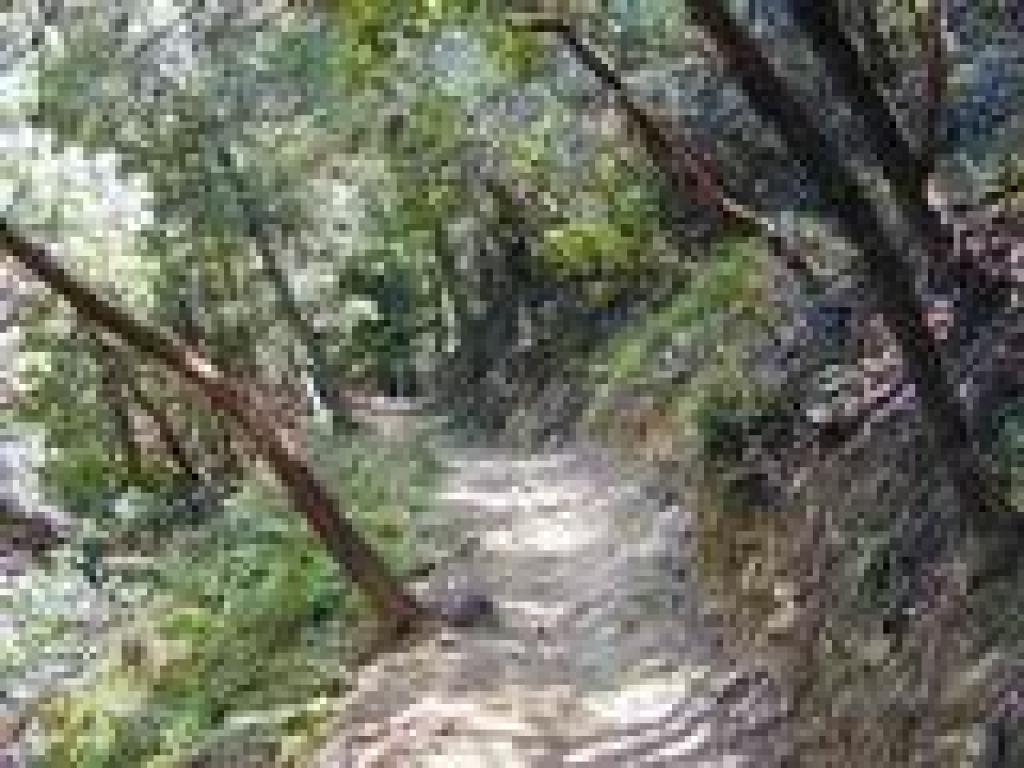 Madrones along the trail