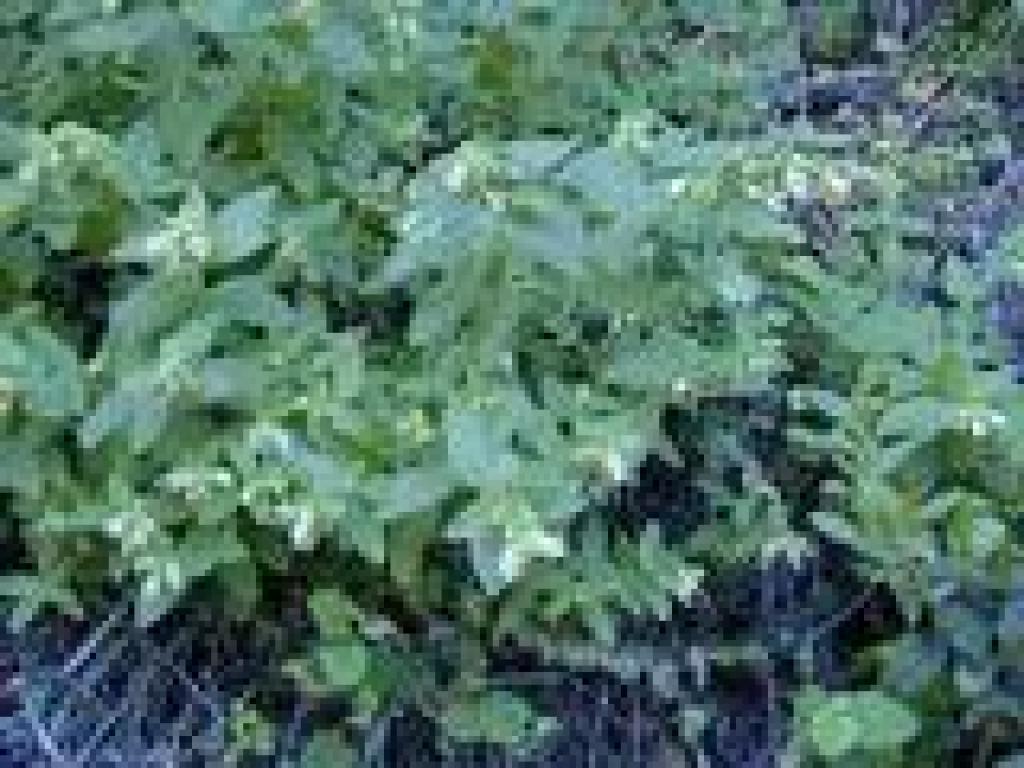 Pitcher sage