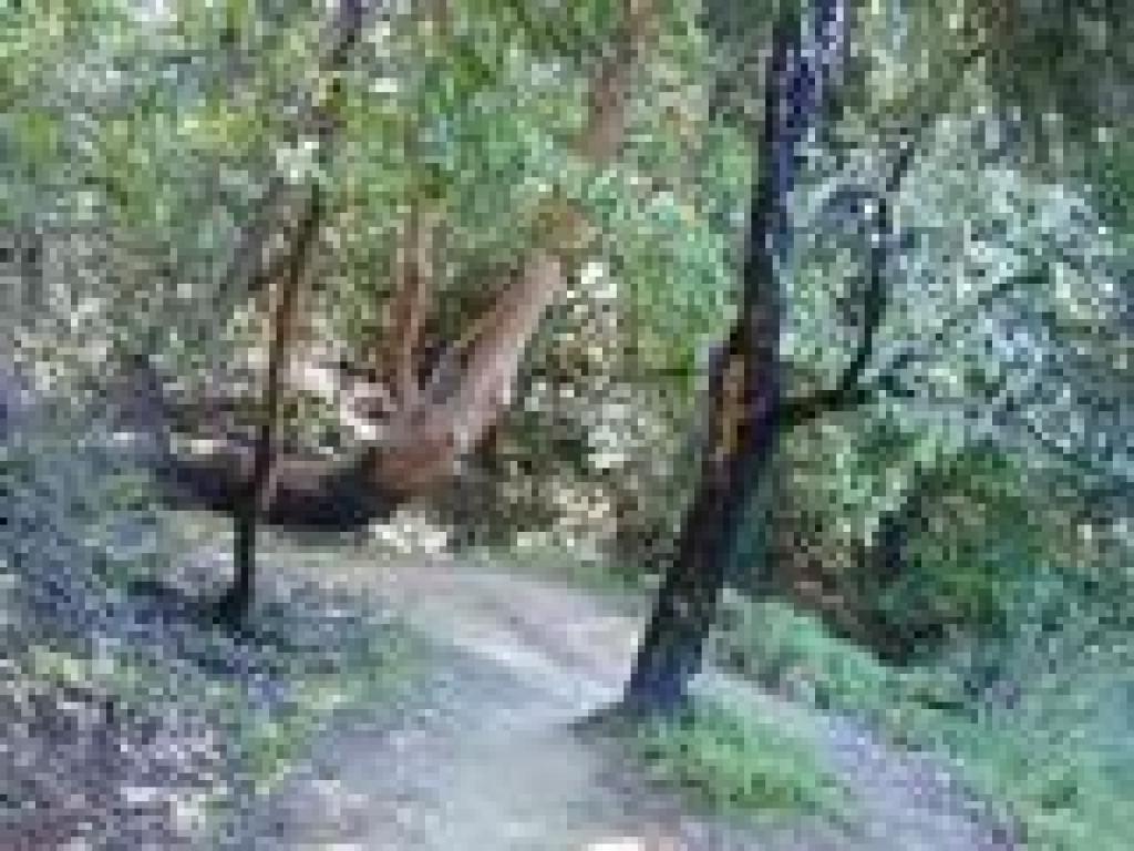 Madrone