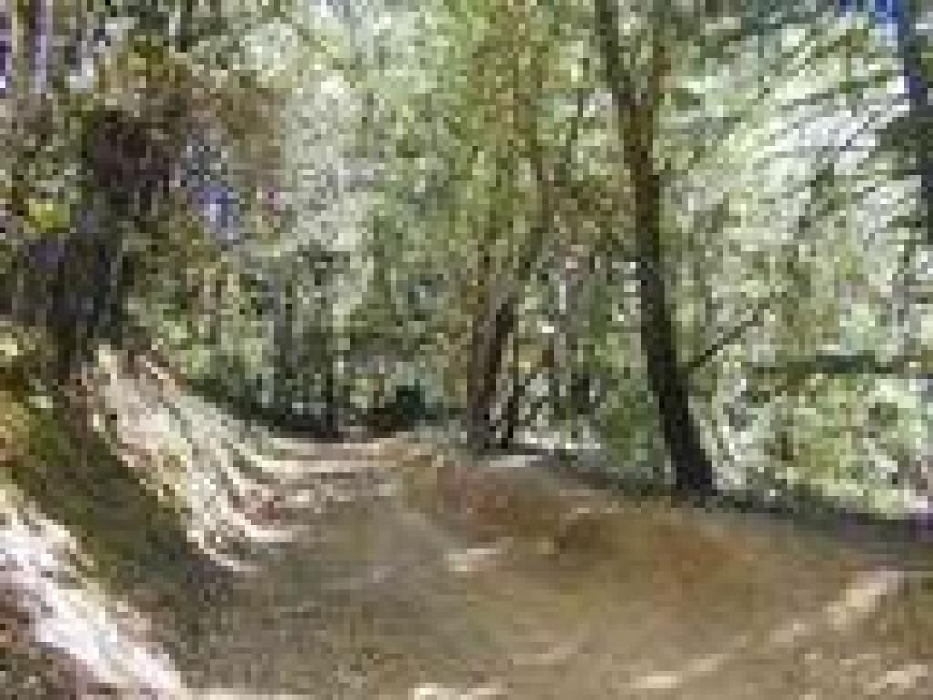 Fir Trail