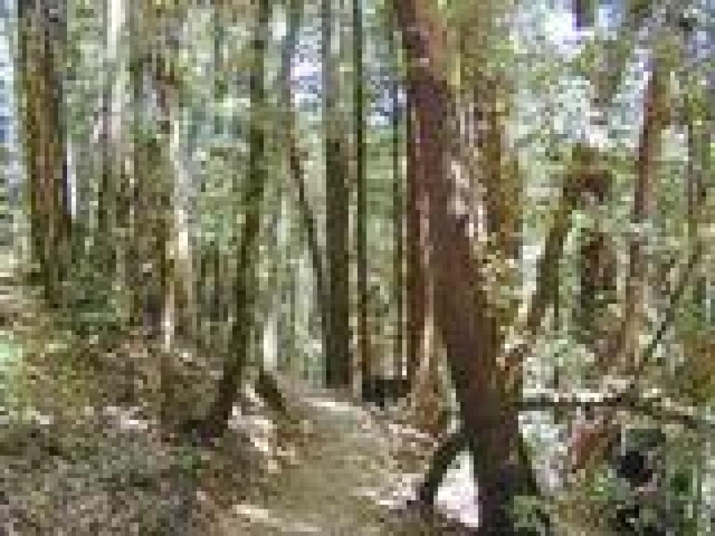 Path