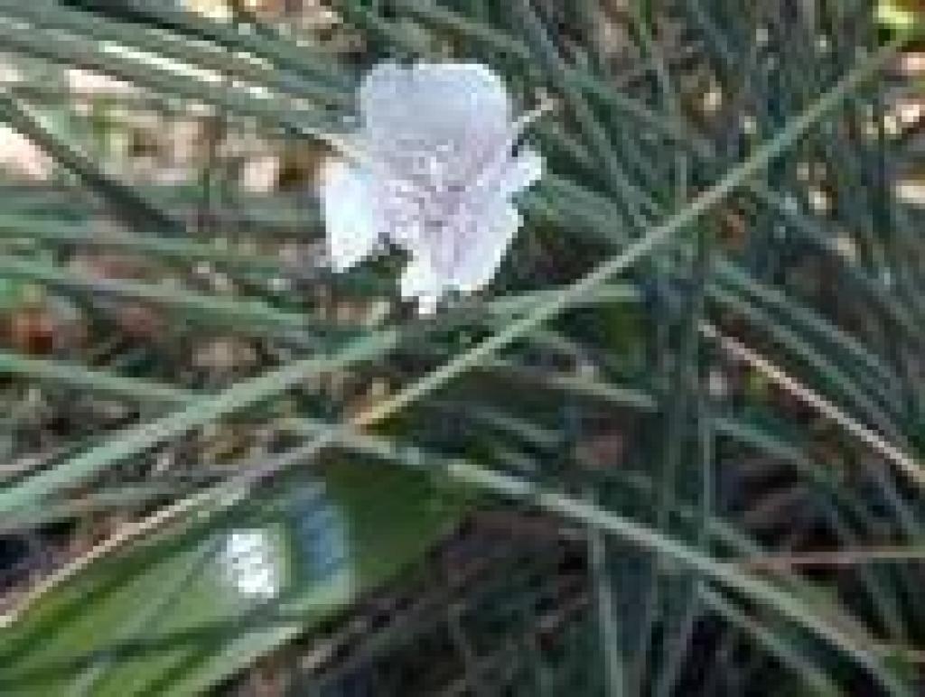 A calochortus