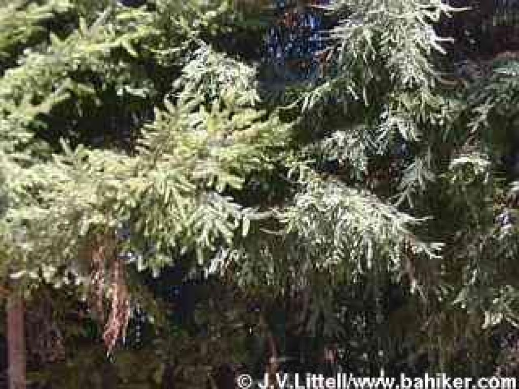 Douglas fir photo