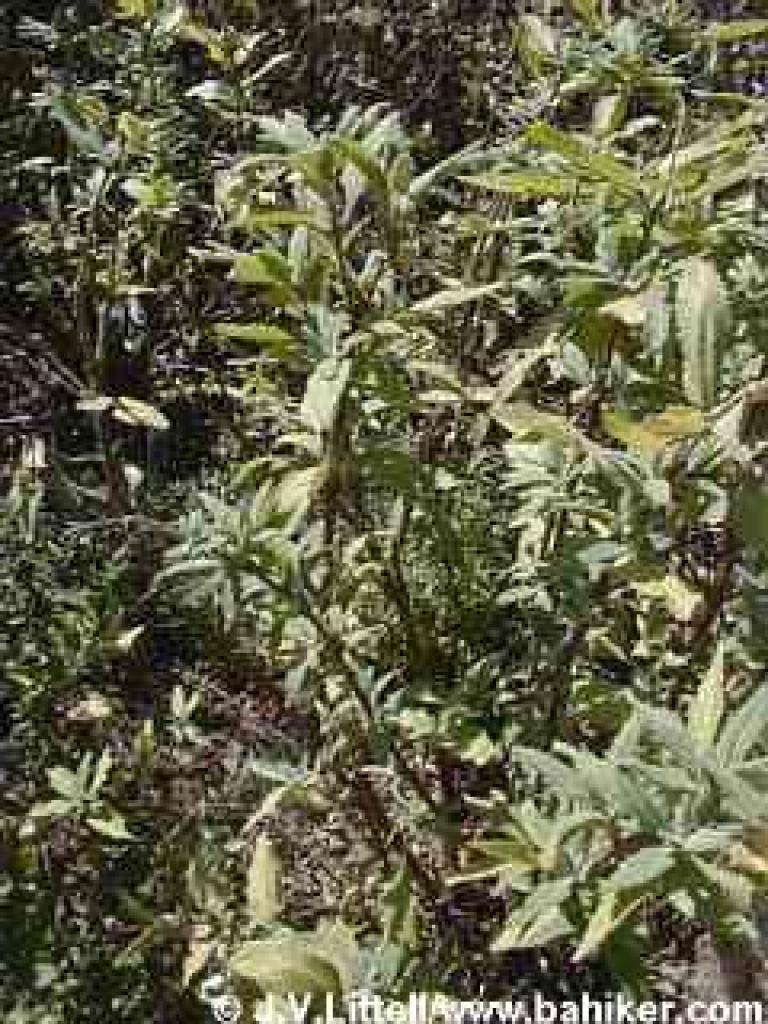 Pitcher sage photo
