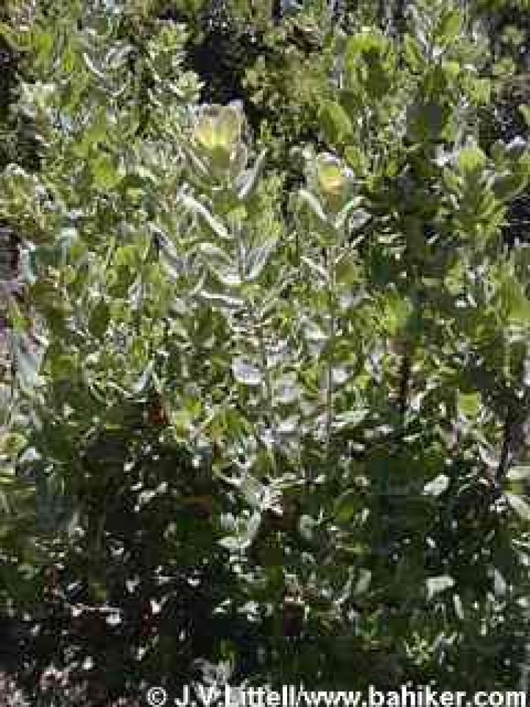 Manzanita in autumn, their quiet season