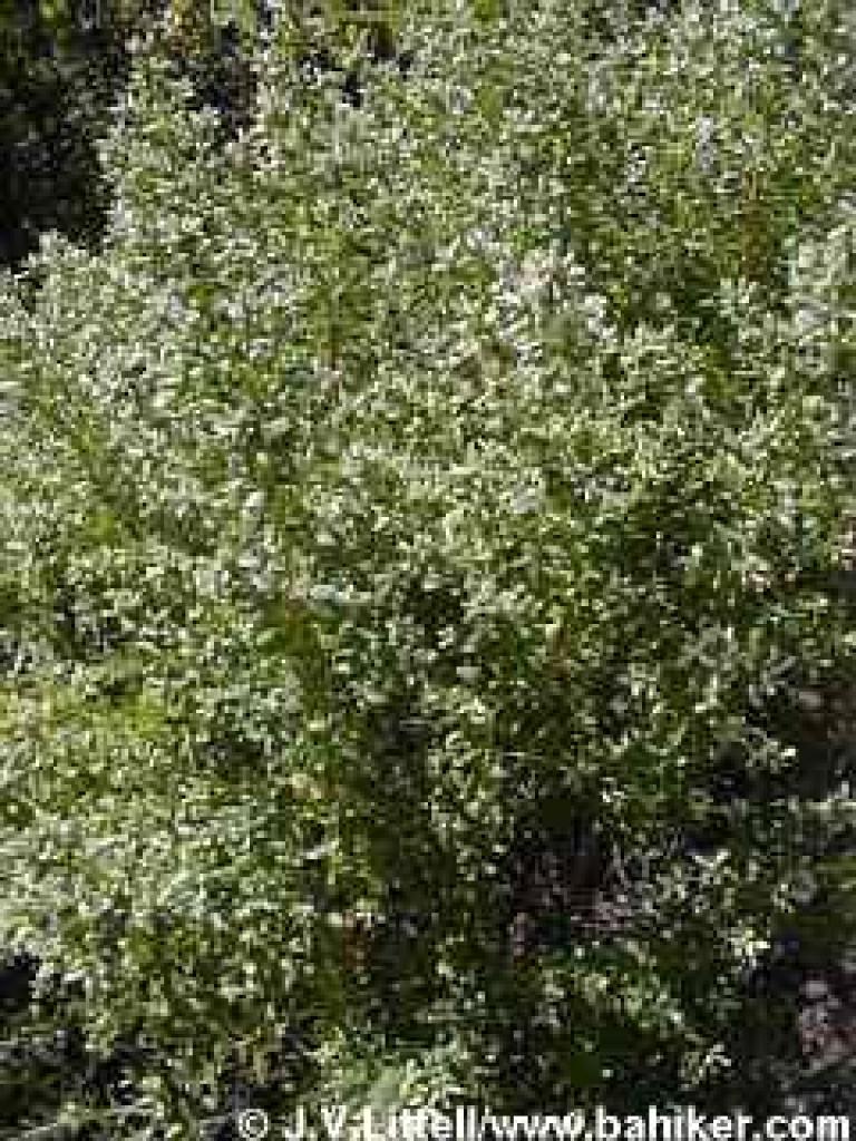 Coyote brush photo