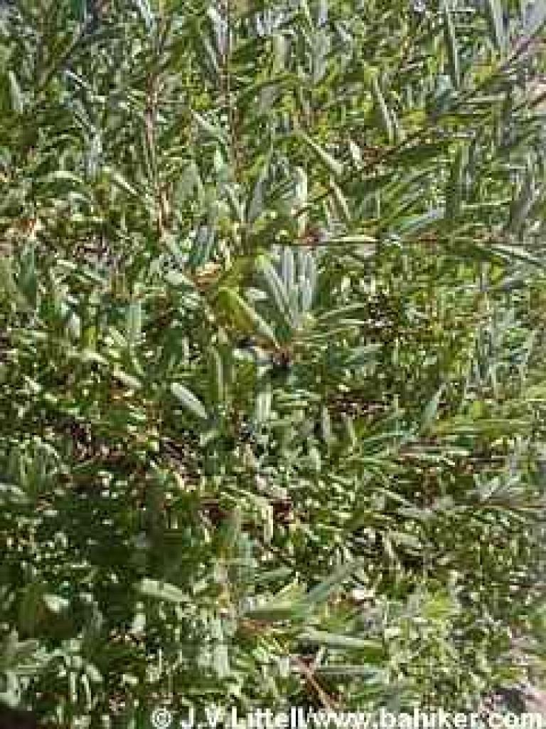 Coffeeberry in autumn