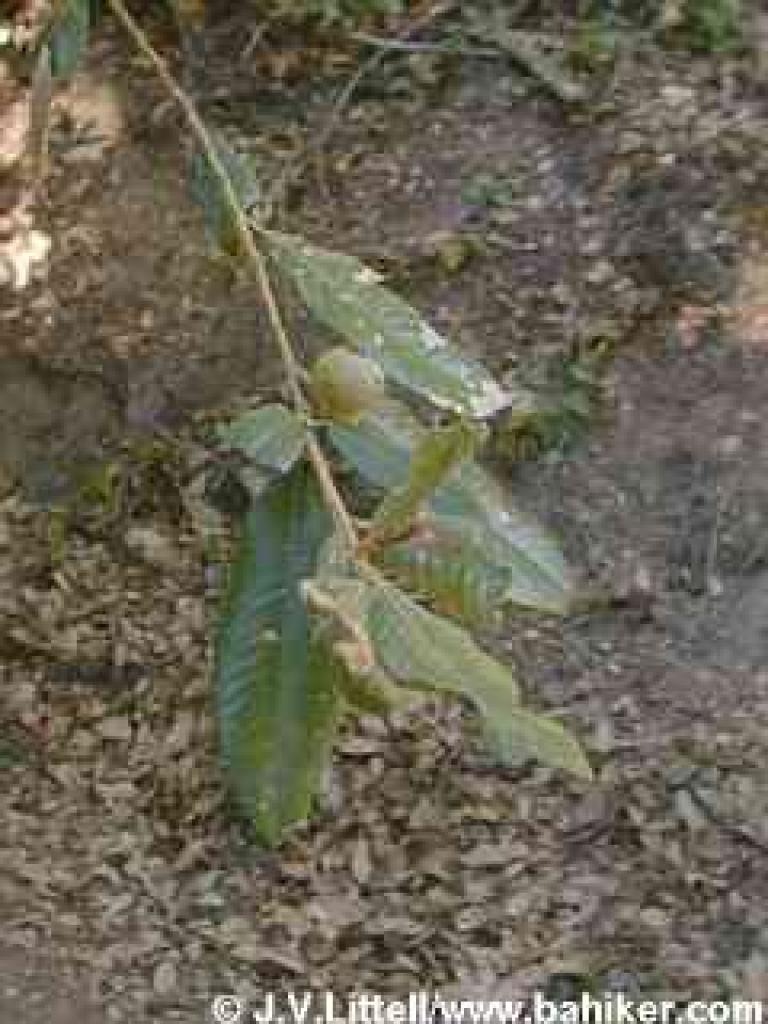 Tanoak photo