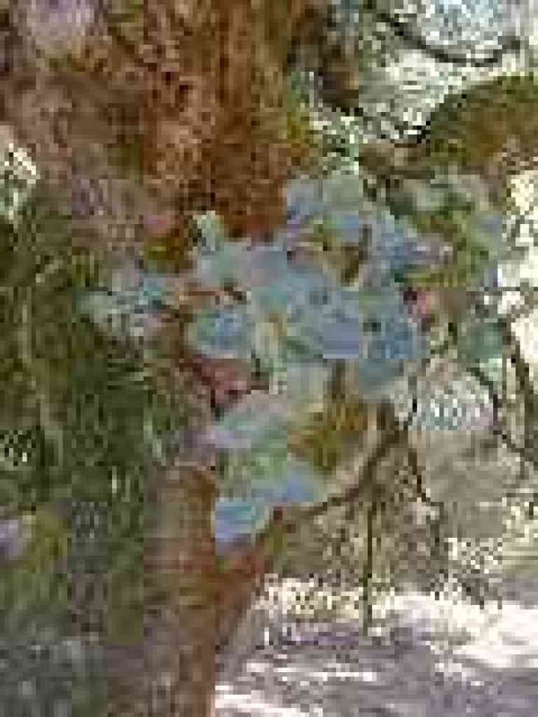 Oak