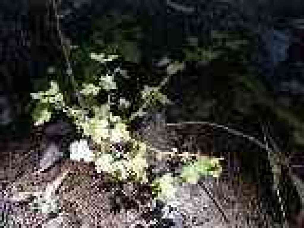 Gooseberry