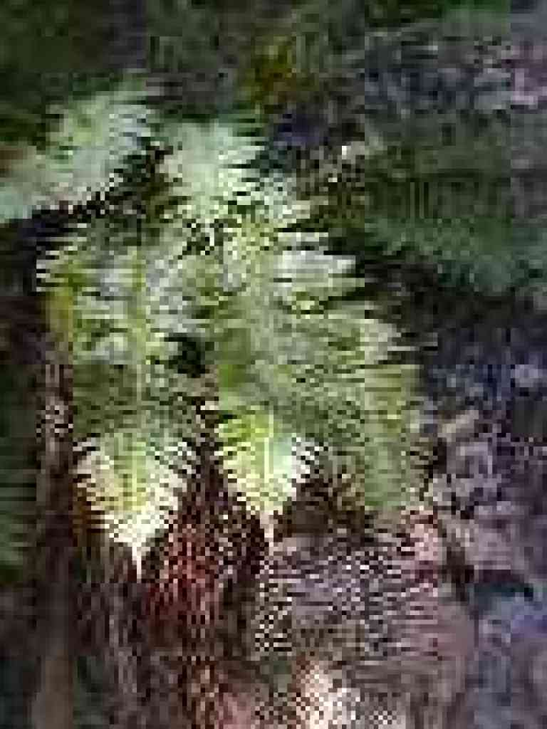 Fern