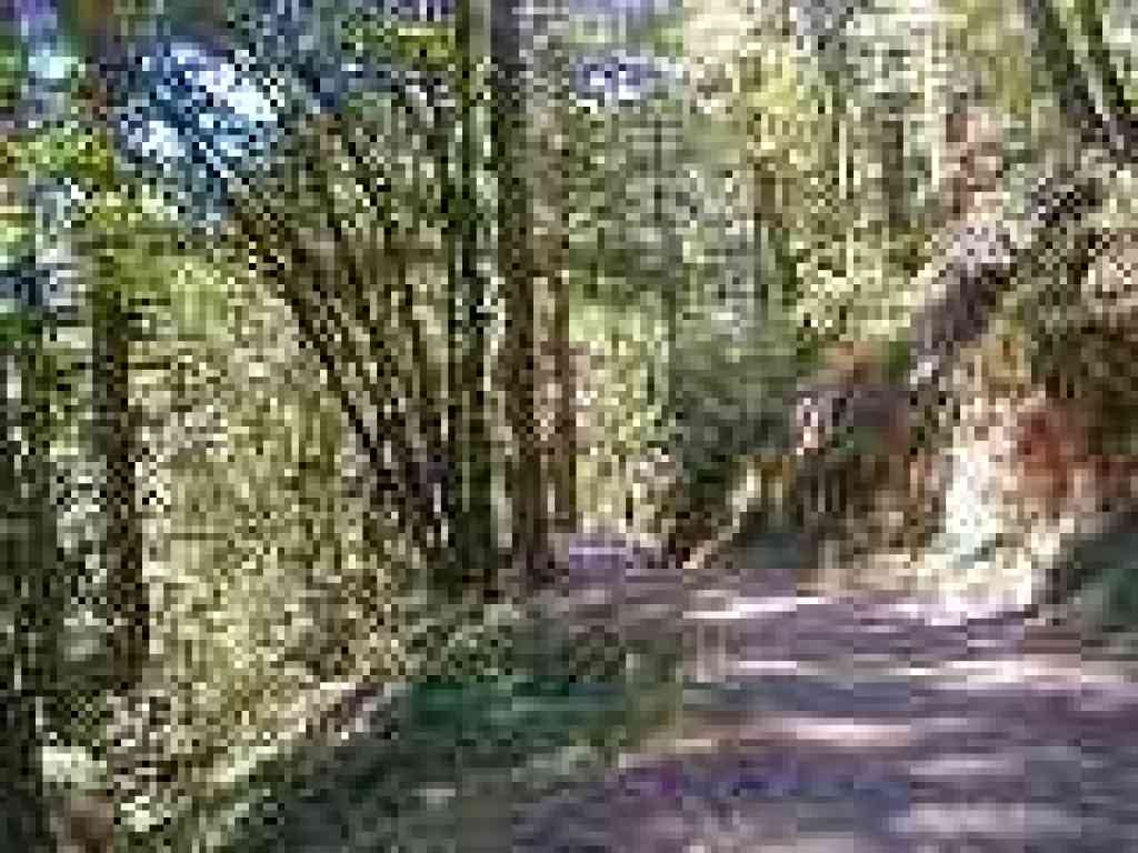 Methuselah Trail