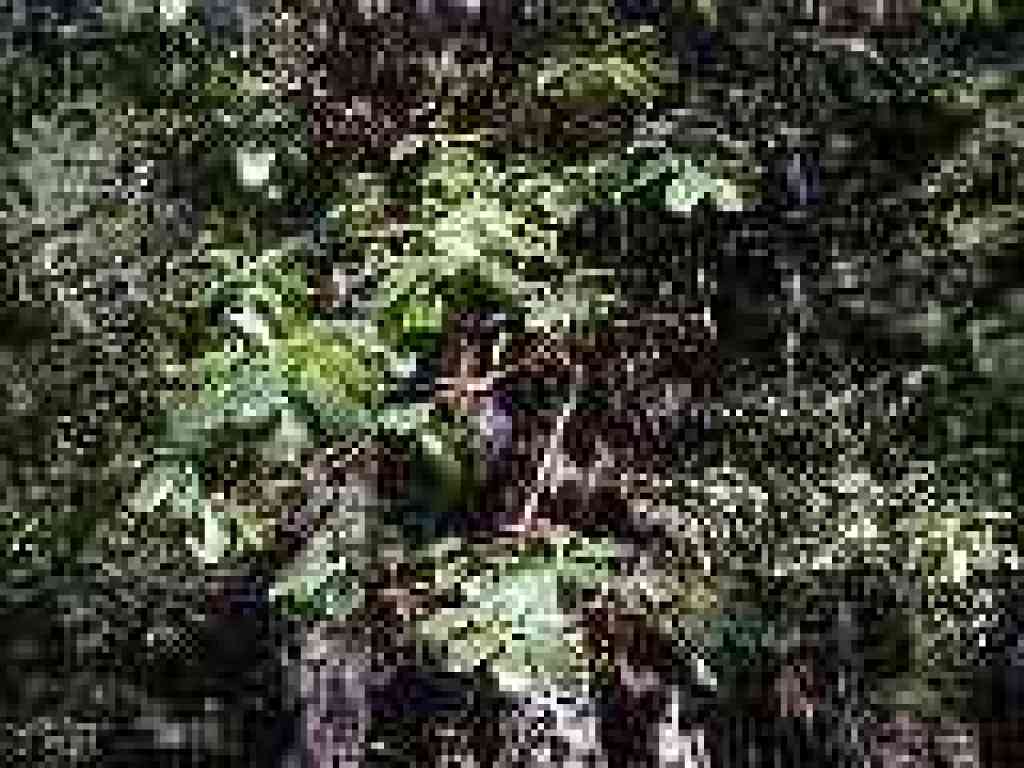 Madrone