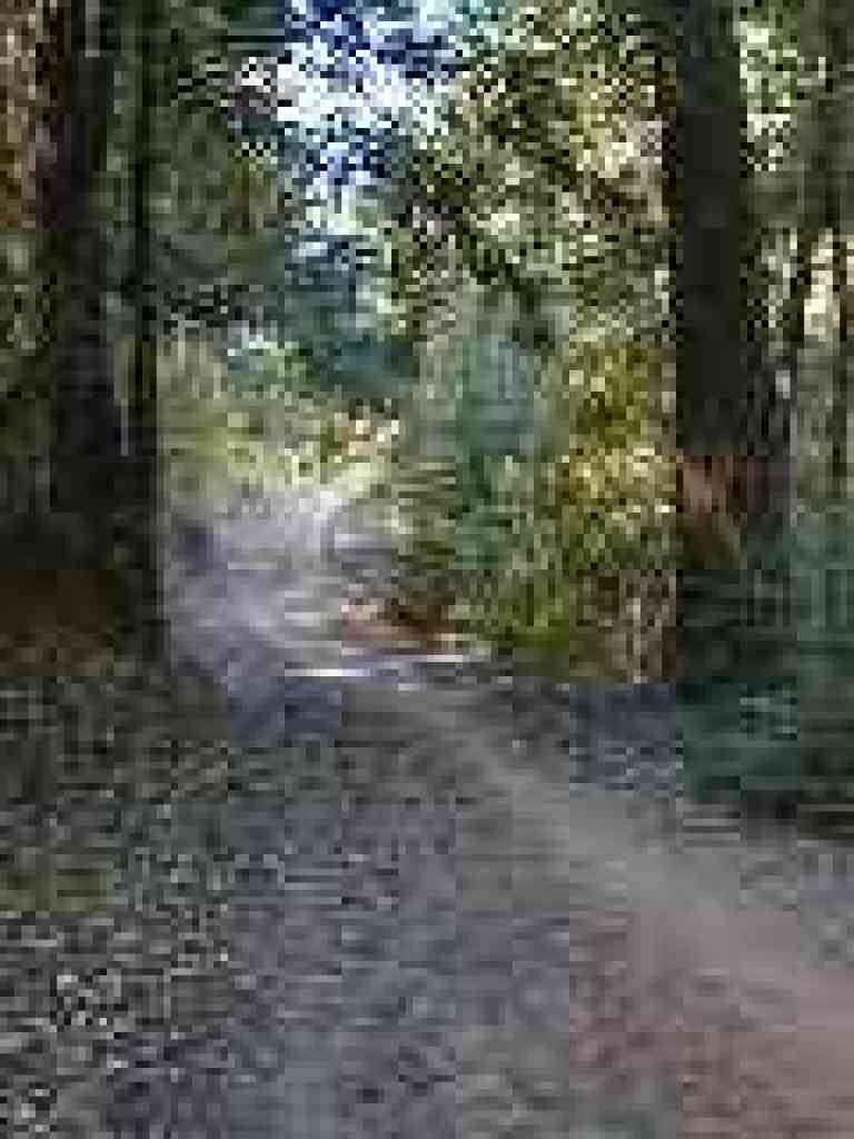 Near junction with Fir Trail