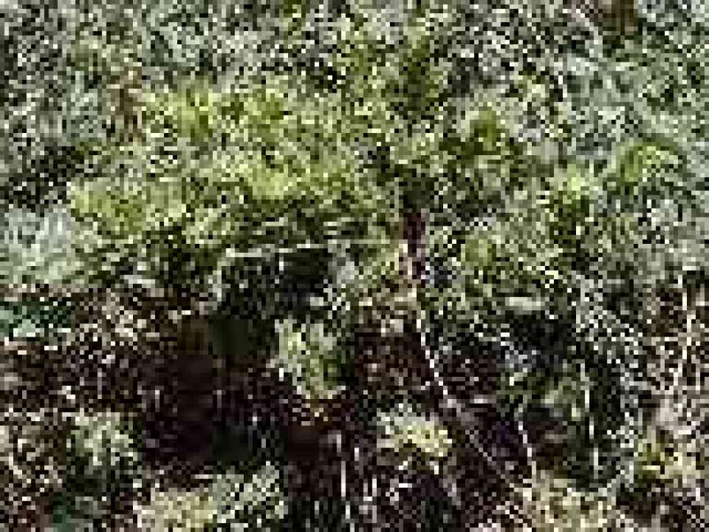 Manzanita and honeysuckle