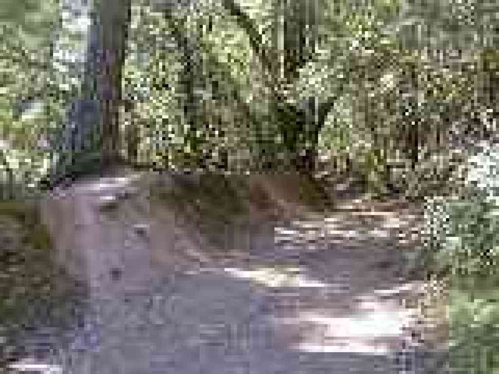 Bike damage on the side of the trail