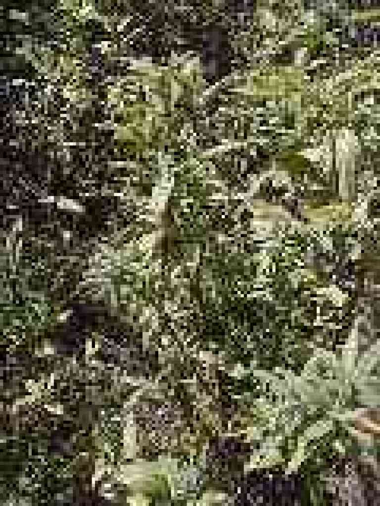 Pitcher sage