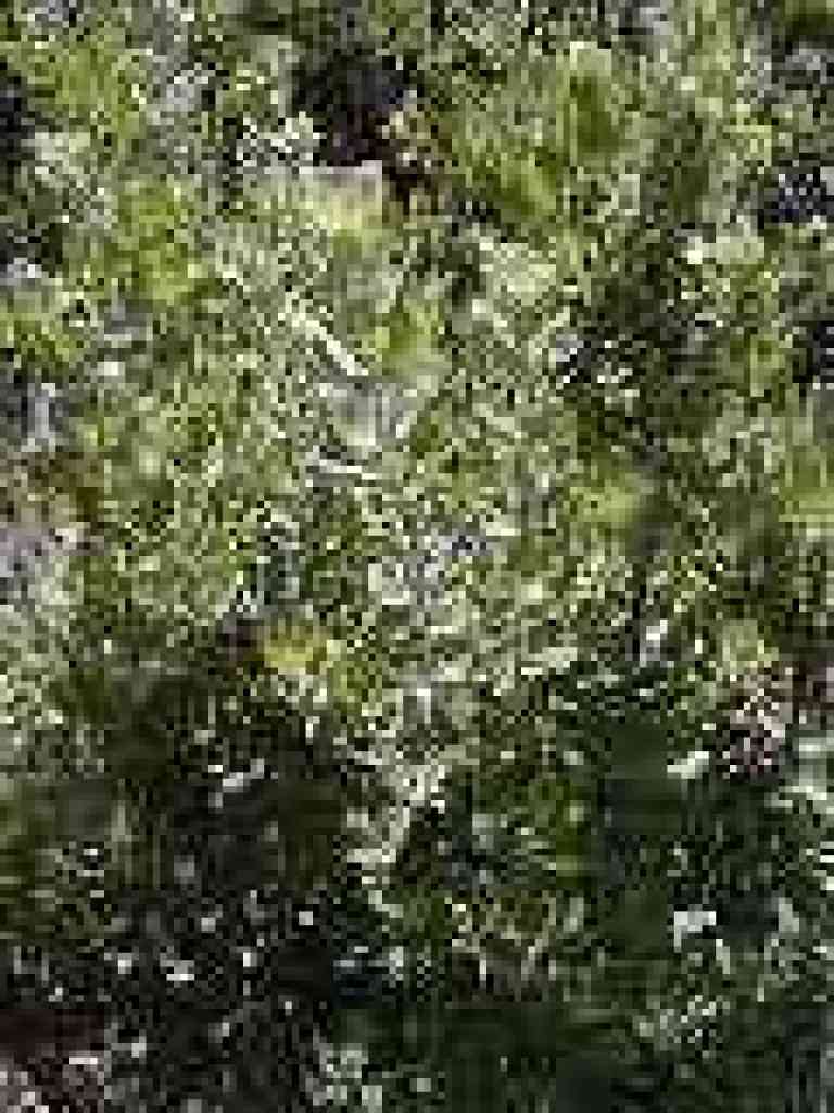 Manzanita
