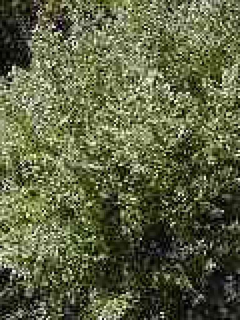 Coyote brush