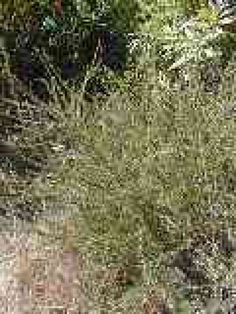 Chamise