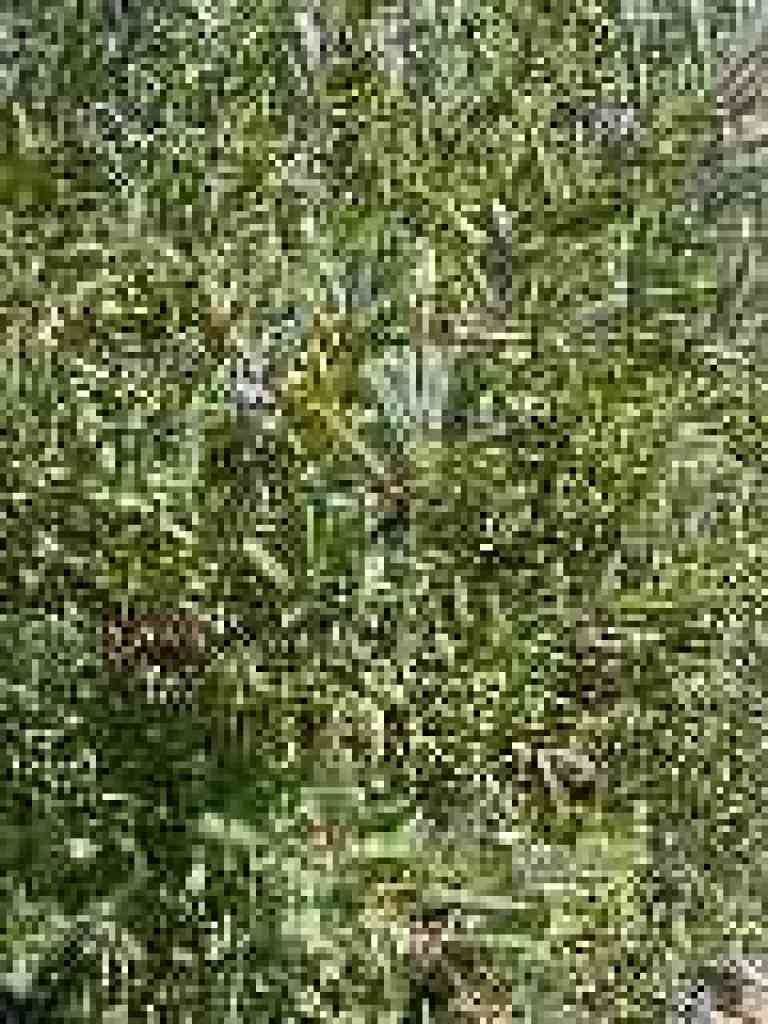 Coffeeberry