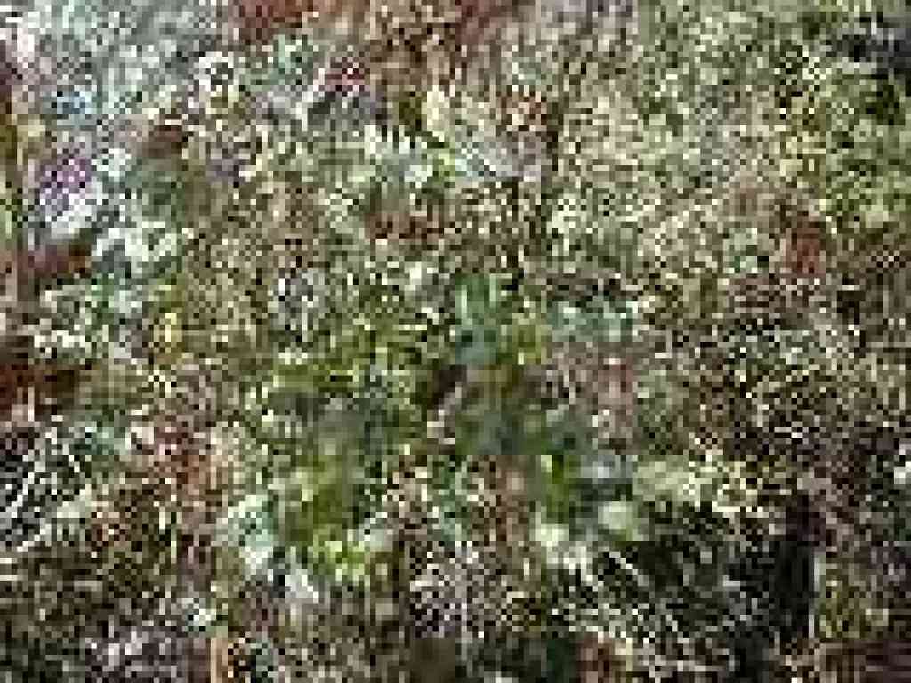 Ceanothus