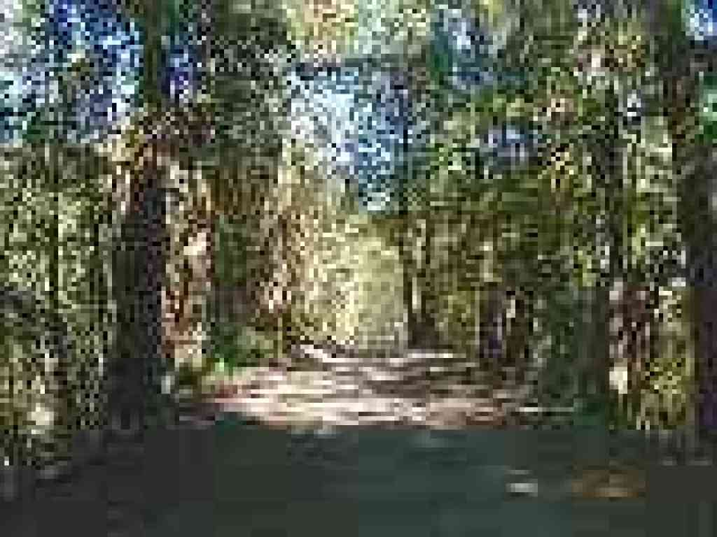 Back on Fir Trail