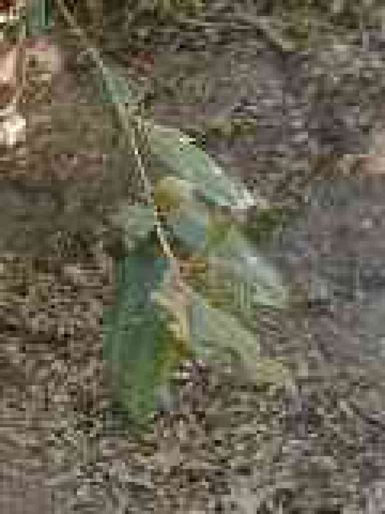Tanoak