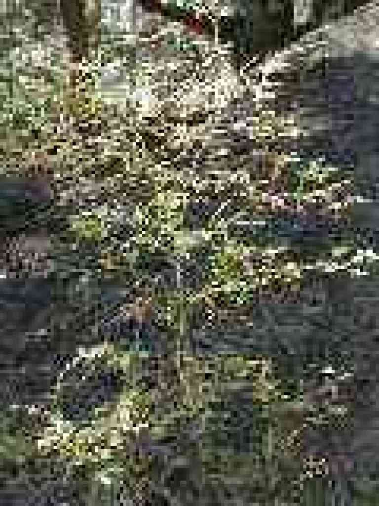Wild rose