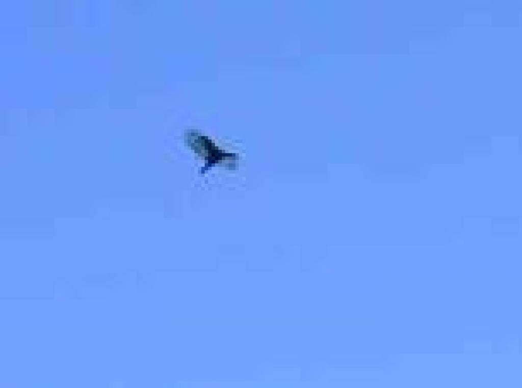 Vulture