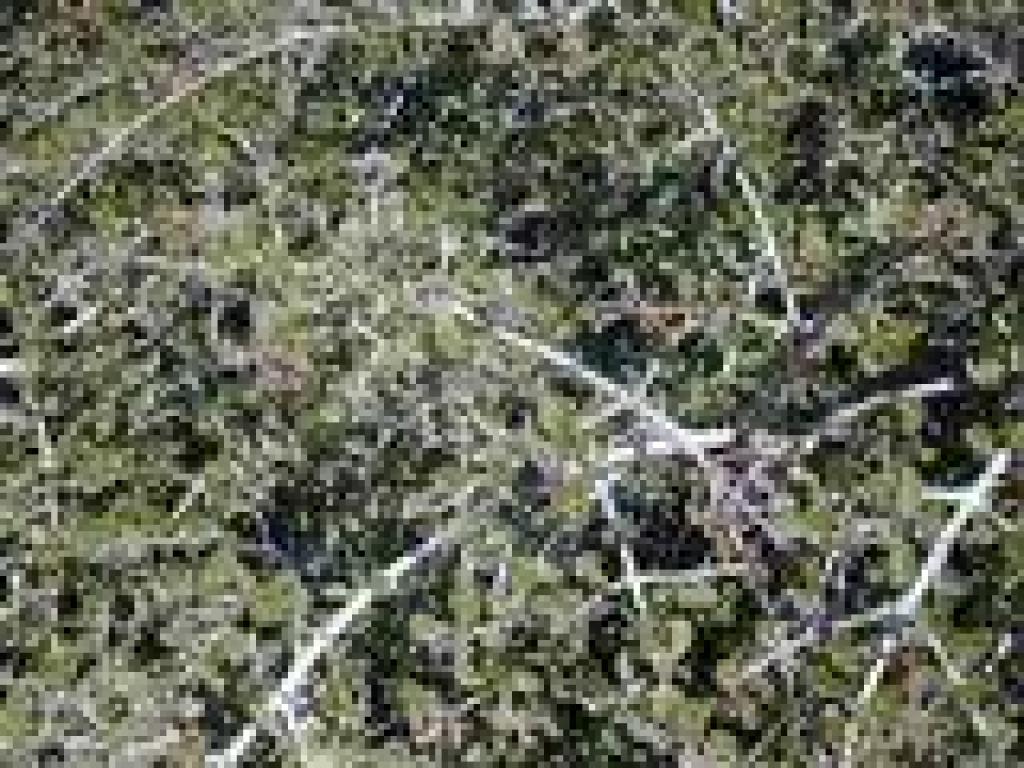 Buckbrush