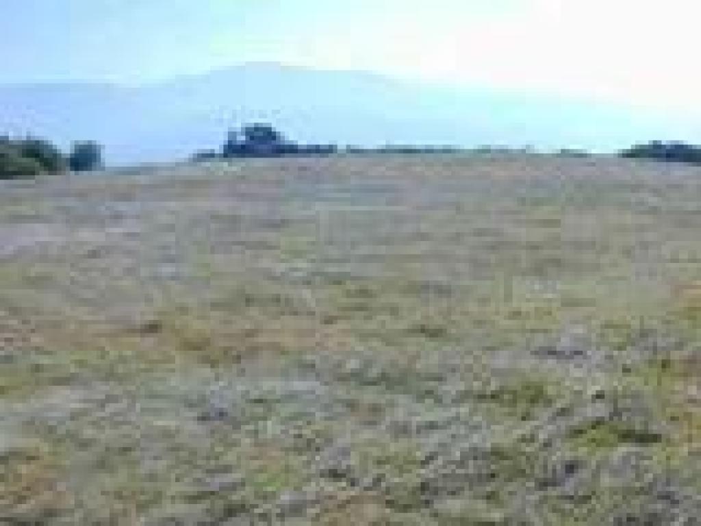 Meadow
