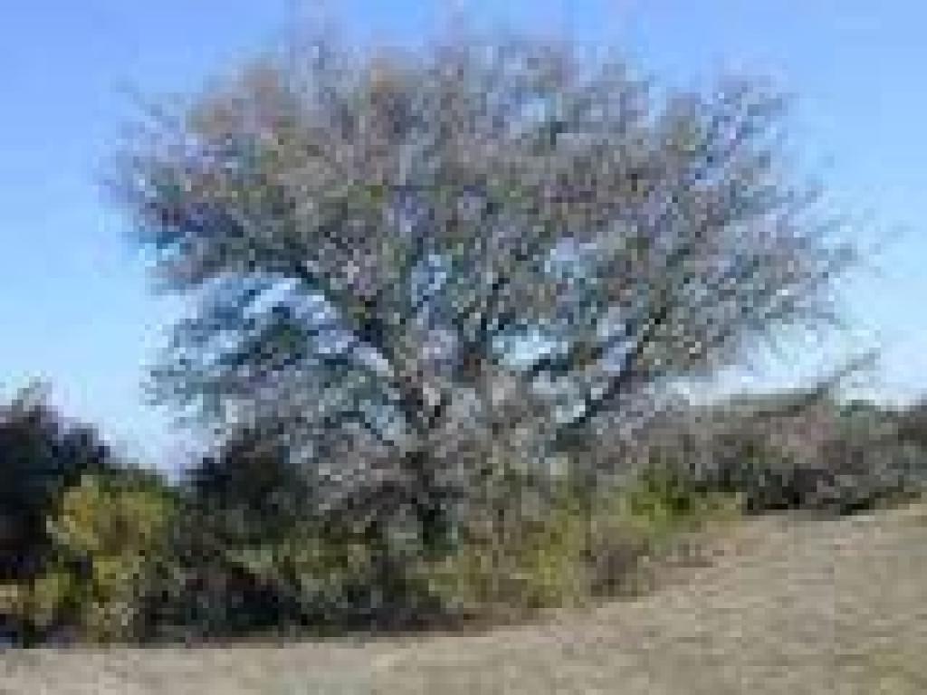 Blue oak