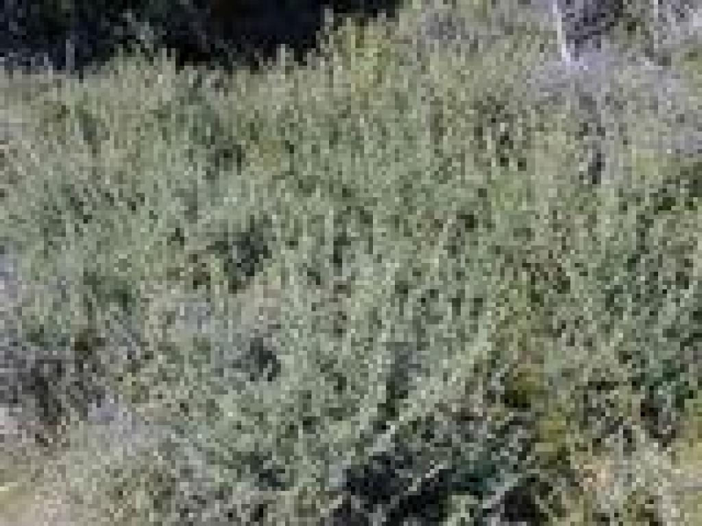 Chaparral pea