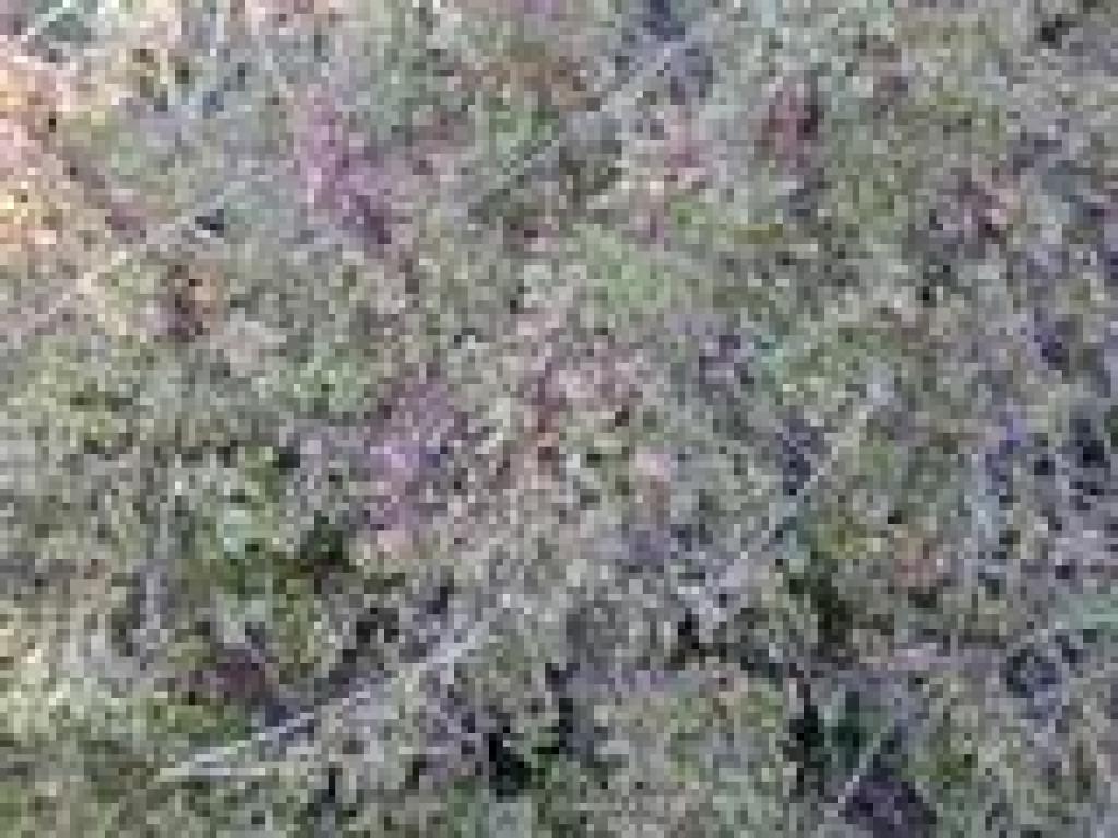 Jepson ceanothus