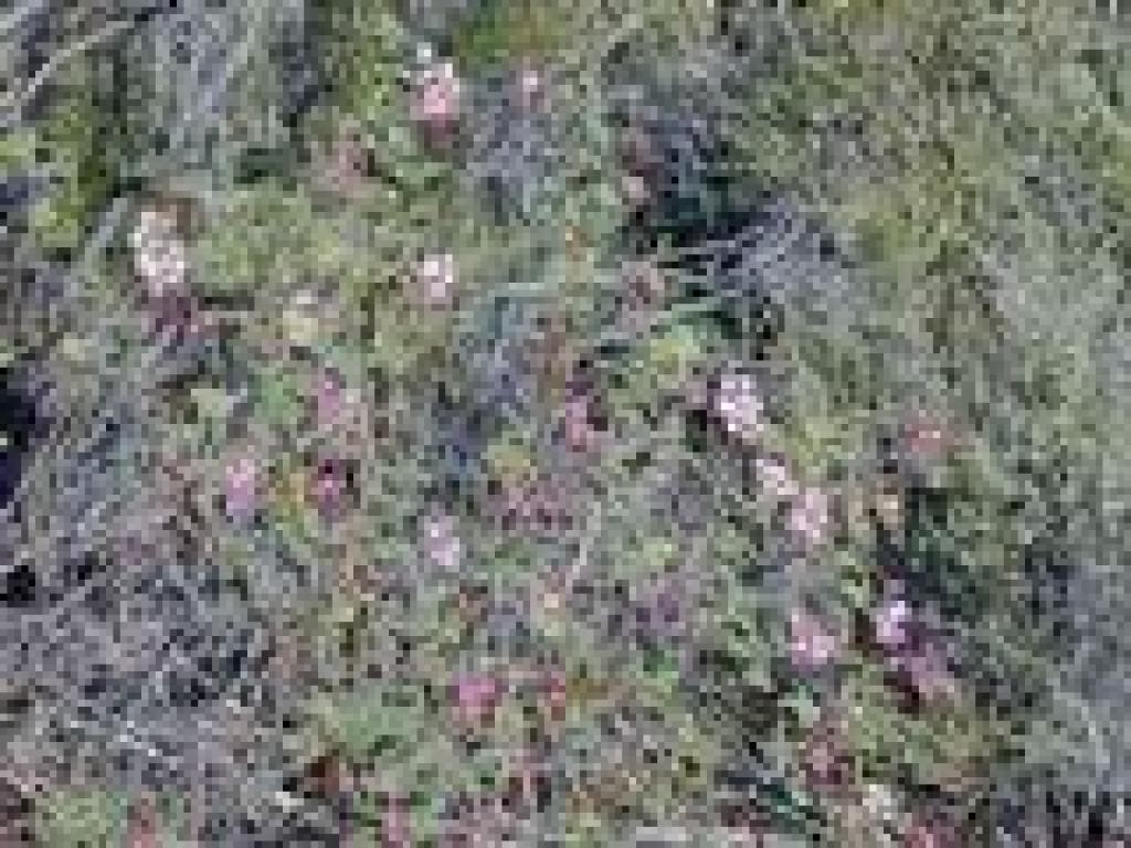 Currant
