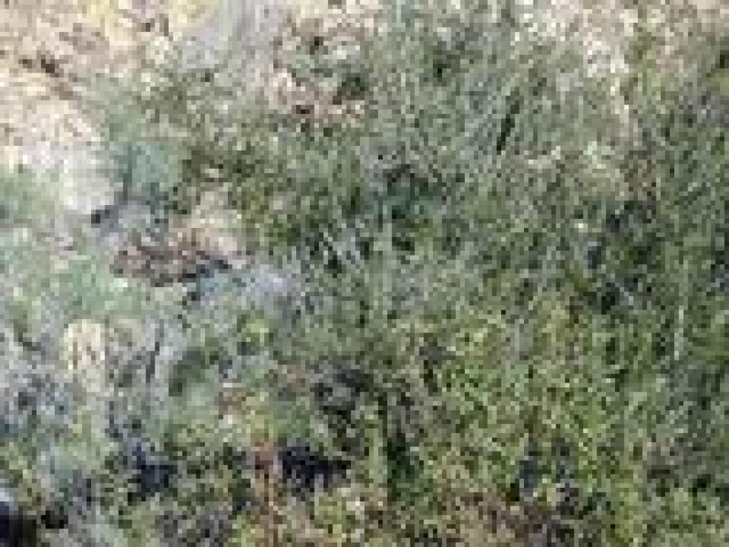 Chaparral plants