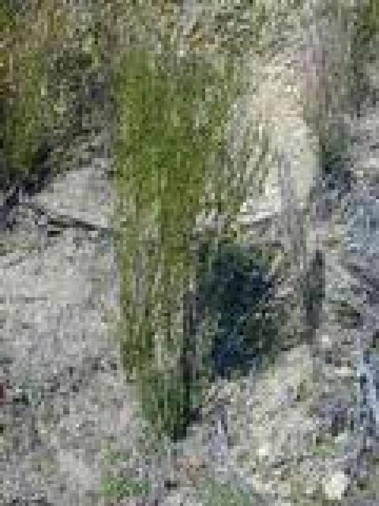 Broom