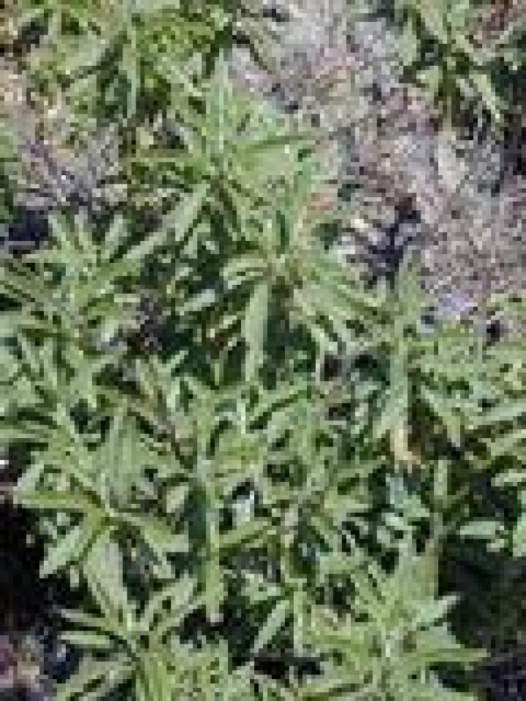 Black sage