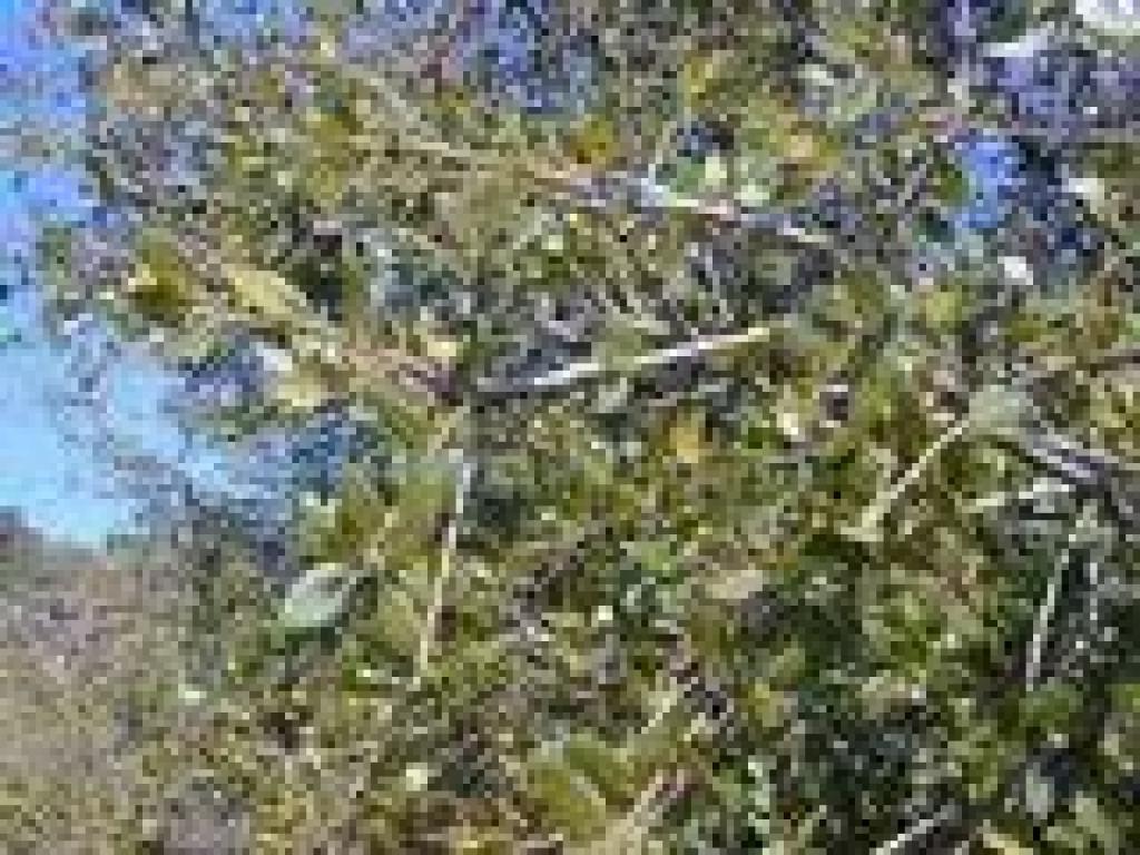 Live oak