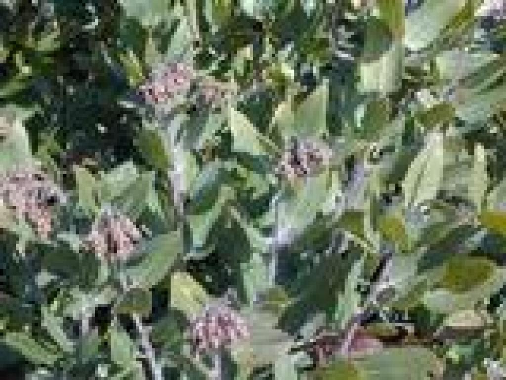 Manzanita