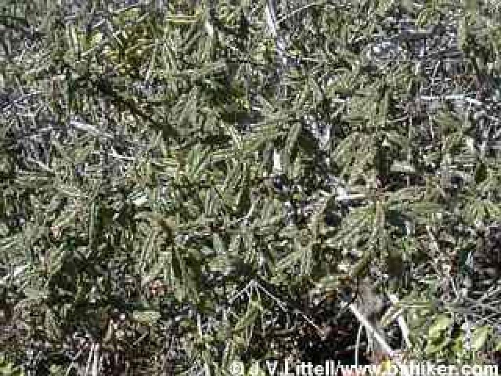 Warleaf Ceanothus