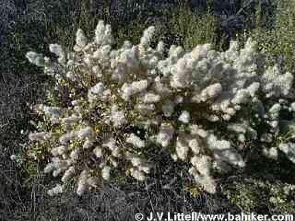 Coyote brush in winter at El Sereno